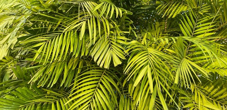 Tropical palm leaves, floral pattern background, real photo in Indonesia