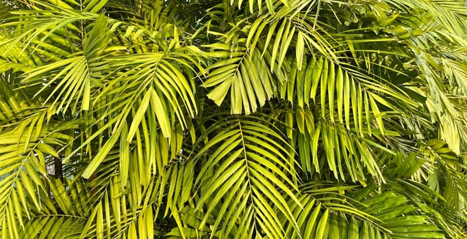 Tropical palm leaves, floral pattern background, real photo in Indonesia