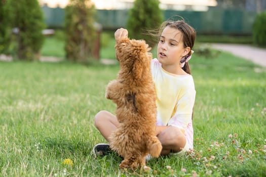 Little dog with owner spend a day at the park playing and having fun