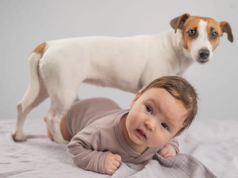 Portrait of a baby lying on his stomach and a Jack Russell Terrier dog