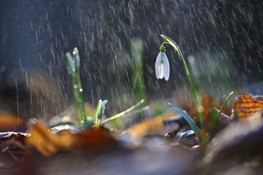 Snowdrops spring flowers. Beautifully blooming in the grass at sunset. Delicate Snowdrop flower is one of the spring symbols. (Amaryllidaceae - Galanthus nivalis)