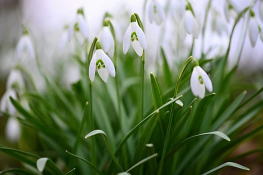 Spring flowers. Beautiful first spring plants - snowdrops. (Galanthus) A beautiful shot of nature in springtime.