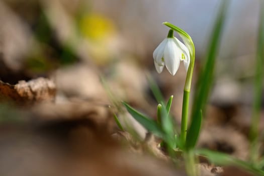 Spring flowers. Beautiful first spring plants - snowdrops. (Galanthus) A beautiful shot of nature in springtime.