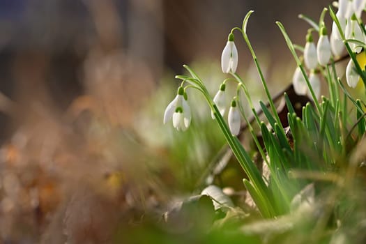 Spring flowers. Beautiful first spring plants - snowdrops. (Galanthus) A beautiful shot of nature in springtime.