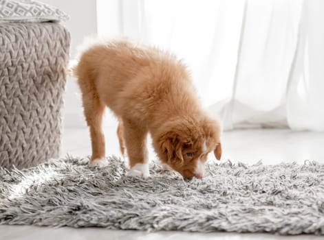 Toller Puppy In A Bright Room Is A Nova Scotia Duck Tolling Retriever