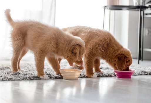 Two Toller Puppies Are Drinking From Bowls At Home, A Breed Known As Nova Scotia Duck Tolling Retriever