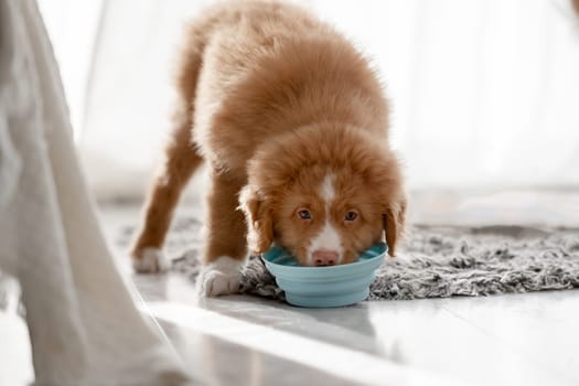 Toller Puppy, A Nova Scotia Duck Tolling Retriever, Drinks From Bowls At Home