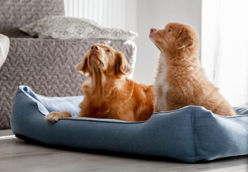Toller Dog With Puppy In Blue Bed Is A Nova Scotia Duck Tolling Retriever