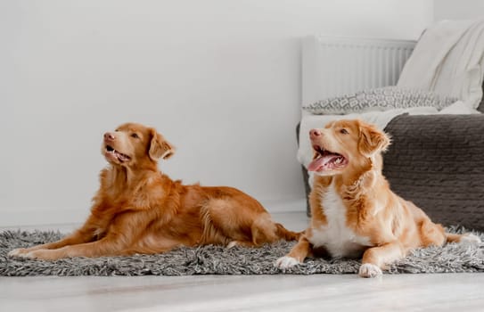 Two Dogs, A Nova Scotia Duck Tolling Retriever And A Toller, Are Lying On The Floor In A Room