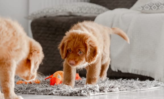 Two Toller Puppies In A Bright Room Exemplify The Nova Scotia Duck Tolling Retriever Breed