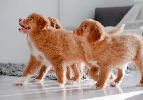 Three Toller Puppies In A Bright Room Exemplify The Nova Scotia Duck Tolling Retriever Breed