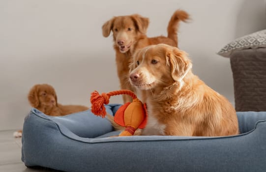 Two Nova Scotia Retriever Dogs And Their Puppy Play In A Blue Bed, Showcasing The Playful Nature Of The Toller Breed