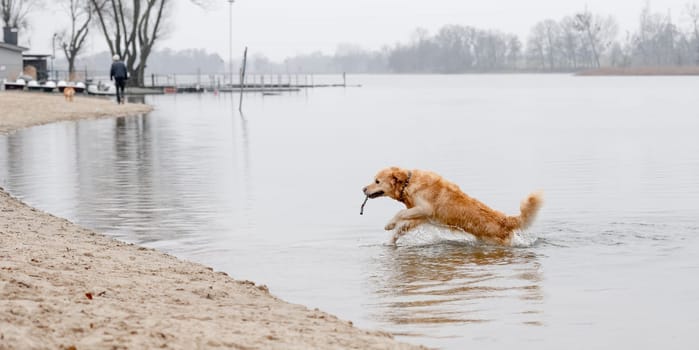 Golden Retriever Retrieves Stick From Water And Leaps Towards Shore In A Game Of Water Fetch