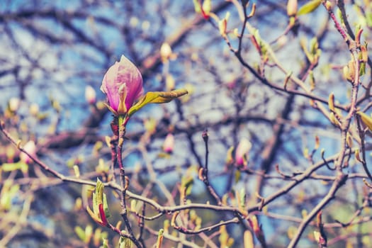 a tree or shrub with large, typically creamy-pink, waxy flowers. Magnolias are widely grown as ornamental trees