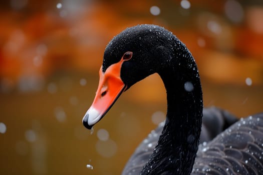 Black swan on water surface, close up. Neural network generated image. Not based on any actual scene or pattern.