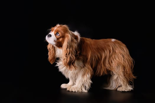 Unwashed, overgrown Cavalier Charles spaniel dog on a black background