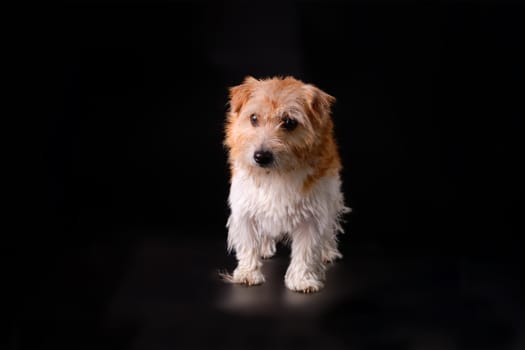 Jack Russell with overgrown matured hair on a black background