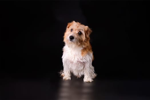 A dog Jack Russell with overgrown matured hair on a black background