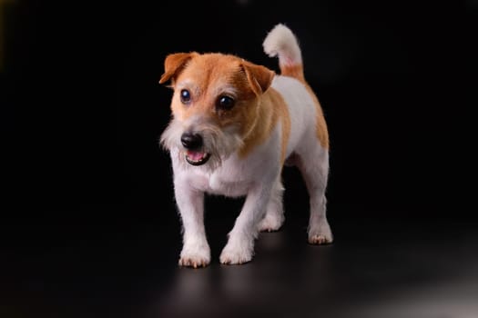 Funny Jack Russell Terrier breed dog in a playful mood on a black background