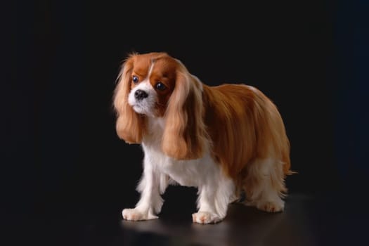 The Cavalier Charles Spaniel dog on a black background after a haircut in the salon. The concept of pet care and care