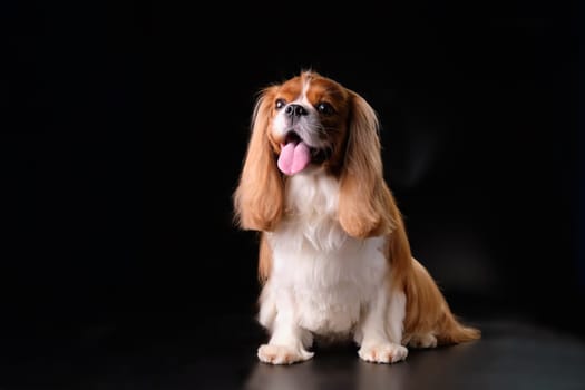 Cavalier charles spaniel dog sitting on a black background. The concept of pet care and care