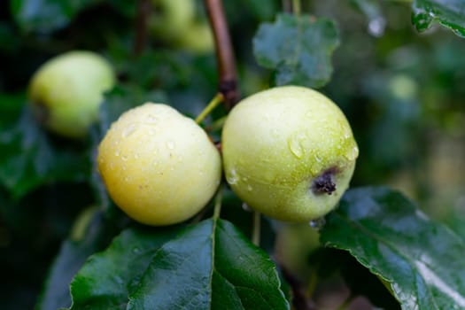 Several green apples grow on a branch. Apples with raindrops. Rainy summer. Selective focus