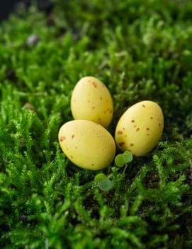 Easter holiday concept. Three speckled eggs hidden in bright green moss. Vertical photo