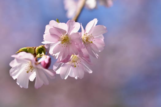 Springtime - Beautiful flowering Japanese cherry - Sakura. Background with flowers on a spring day.