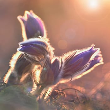 Spring background with flowers in meadow. Pasque Flower (Pulsatilla grandis)