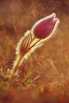 Spring background with flowers in meadow. Pasque Flower (Pulsatilla grandis)