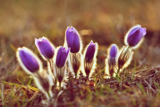 Spring background with flowers in meadow. Pasque Flower (Pulsatilla grandis)