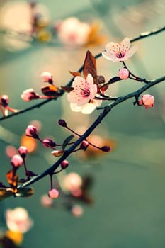 Springtime - Beautiful flowering Japanese cherry - Sakura. Background with flowers on a spring day.