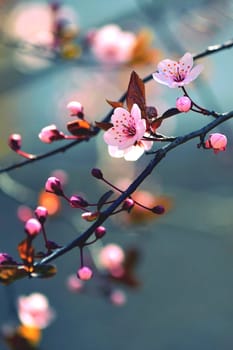 Springtime - Beautiful flowering Japanese cherry - Sakura. Background with flowers on a spring day.