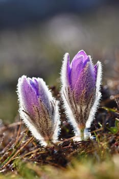 Spring background with flowers in meadow. Pasque Flower (Pulsatilla grandis)