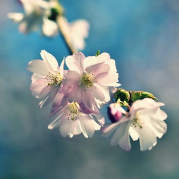 Spring flowers. Beautifully blossoming tree branch. Cherry - Sakura and sun with a natural colored background.