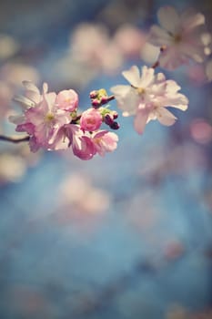 Spring flowers. Beautifully blossoming tree branch. Cherry - Sakura and sun with a natural colored background.