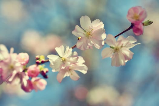 Spring flowers. Beautifully blossoming tree branch. Cherry - Sakura and sun with a natural colored background.