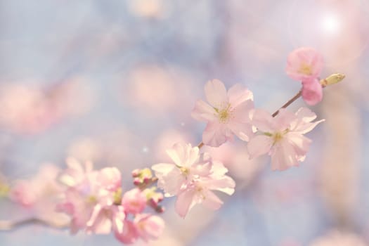 Spring flowers. Beautifully blossoming tree branch. Cherry - Sakura and sun with a natural colored background.