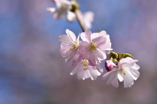 Spring flowers. Beautifully blossoming tree branch. Cherry - Sakura and sun with a natural colored background.