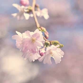 Spring flowers. Beautifully blossoming tree branch. Cherry - Sakura and sun with a natural colored background.