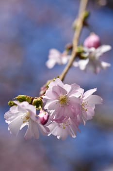 Spring flowers. Beautifully blossoming tree branch. Cherry - Sakura and sun with a natural colored background.