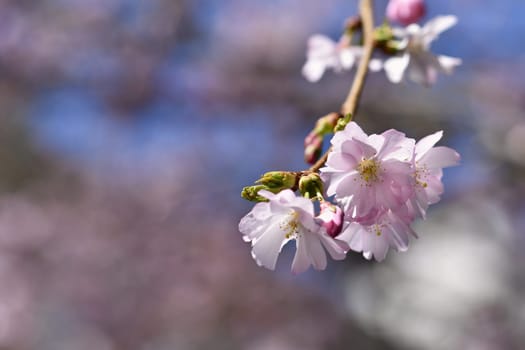 Spring flowers. Beautifully blossoming tree branch. Cherry - Sakura and sun with a natural colored background.