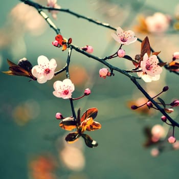 Springtime - Beautiful flowering Japanese cherry - Sakura. Background with flowers on a spring day.