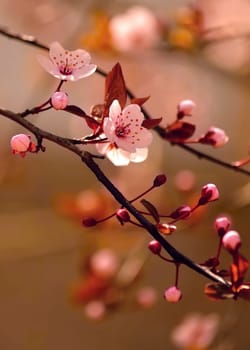 Springtime - Beautiful flowering Japanese cherry - Sakura. Background with flowers on a spring day.