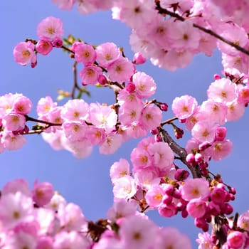 Springtime - Beautiful flowering Japanese cherry - Sakura. Background with flowers on a spring day.