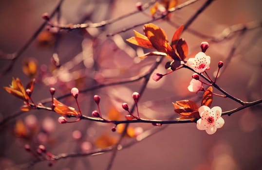 Springtime - Beautiful flowering Japanese cherry - Sakura. Background with flowers on a spring day.