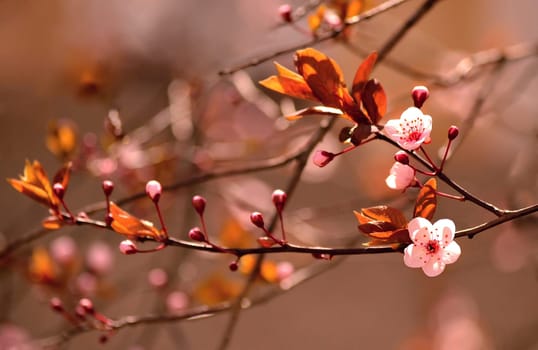 Springtime - Beautiful flowering Japanese cherry - Sakura. Background with flowers on a spring day.