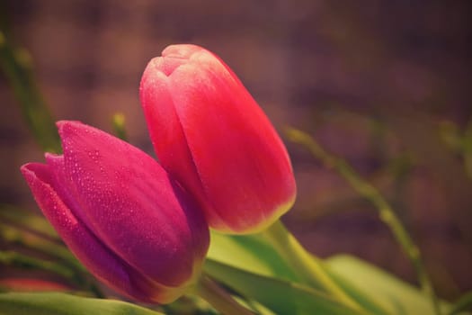 Spring background with flowers. Beautiful colorful tulip on a sunny day. Nature photography in spring time.