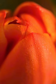 Spring background with flowers. Beautiful colorful tulip on a sunny day. Nature photography in spring time.