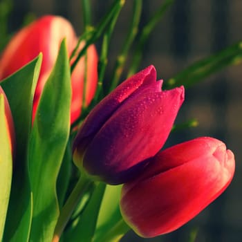 Spring background with flowers. Beautiful colorful tulip on a sunny day. Nature photography in spring time.